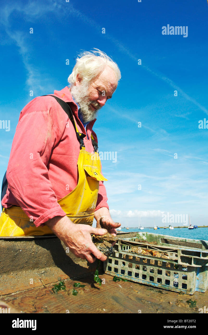 Les pêcheurs aux huîtres Colchester amérindiens à West Mersea, uk Banque D'Images