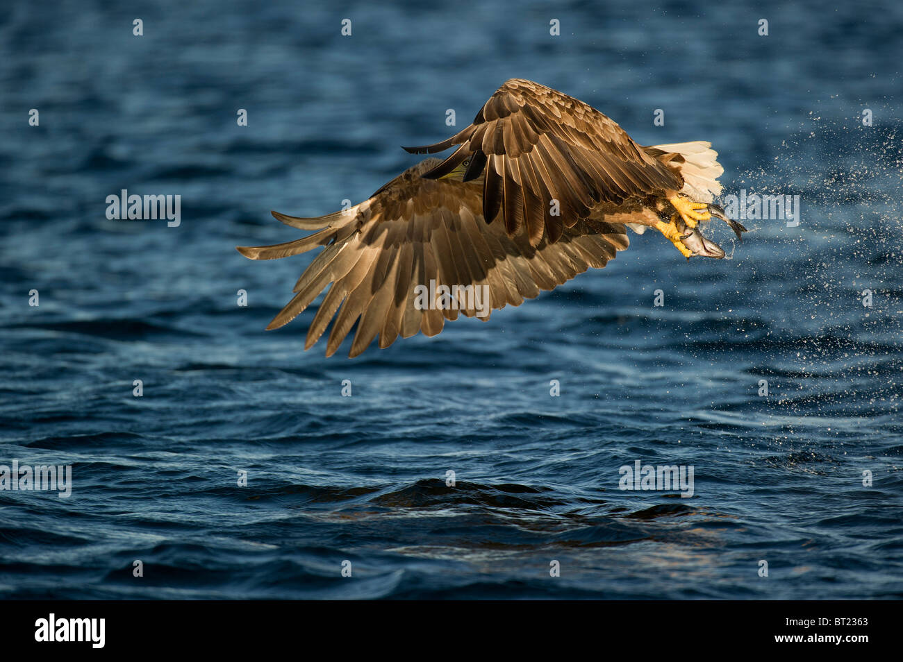 White-tailed Eagle flying près de l'eau avec un poisson dans ses serres regarde le photographe à travers ses plumes des ailes Banque D'Images