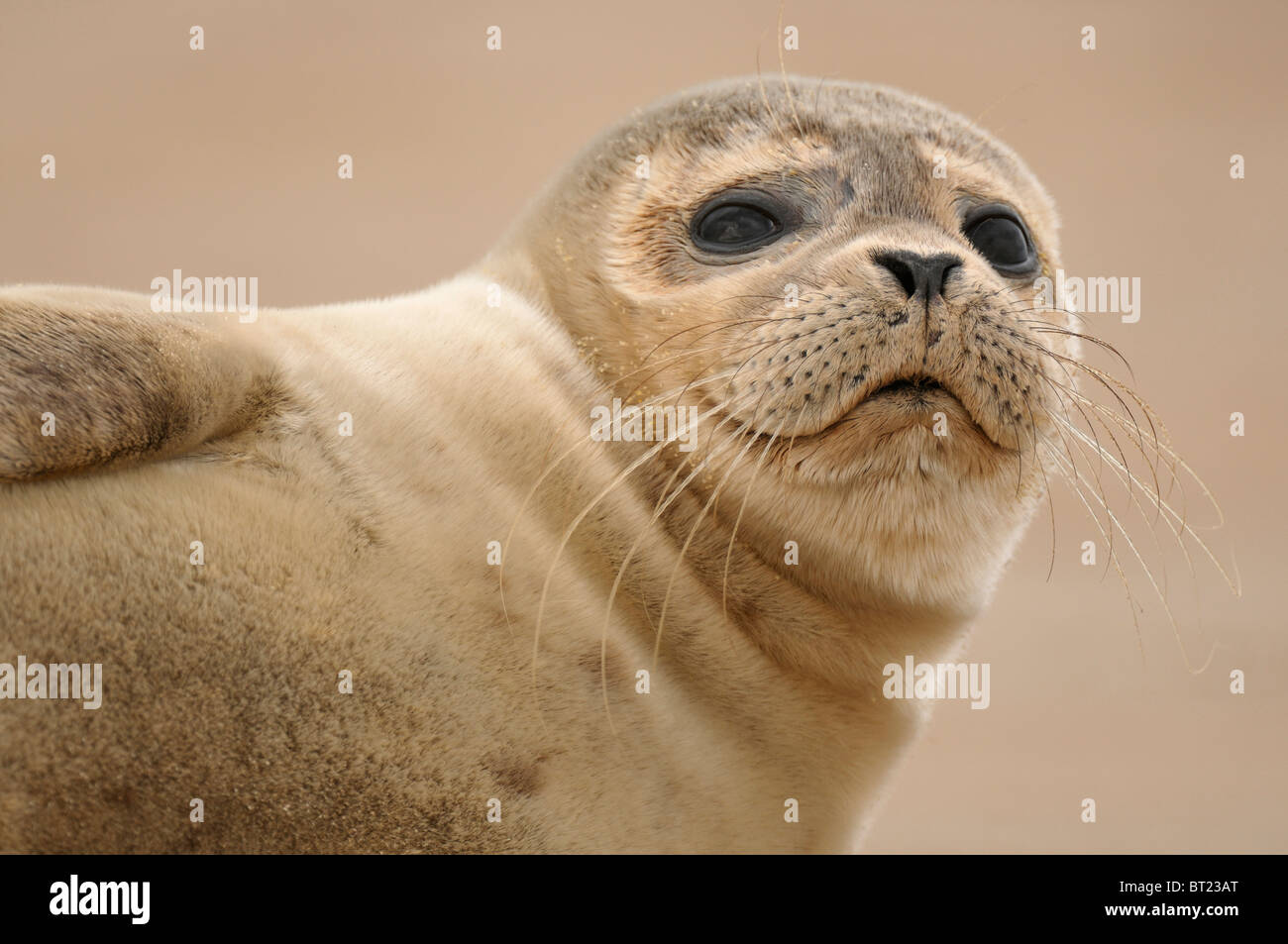 Phoque commun (Phoca vitulina). Pup sur une plage éloignée, Donna Nook, Grande-Bretagne. Banque D'Images