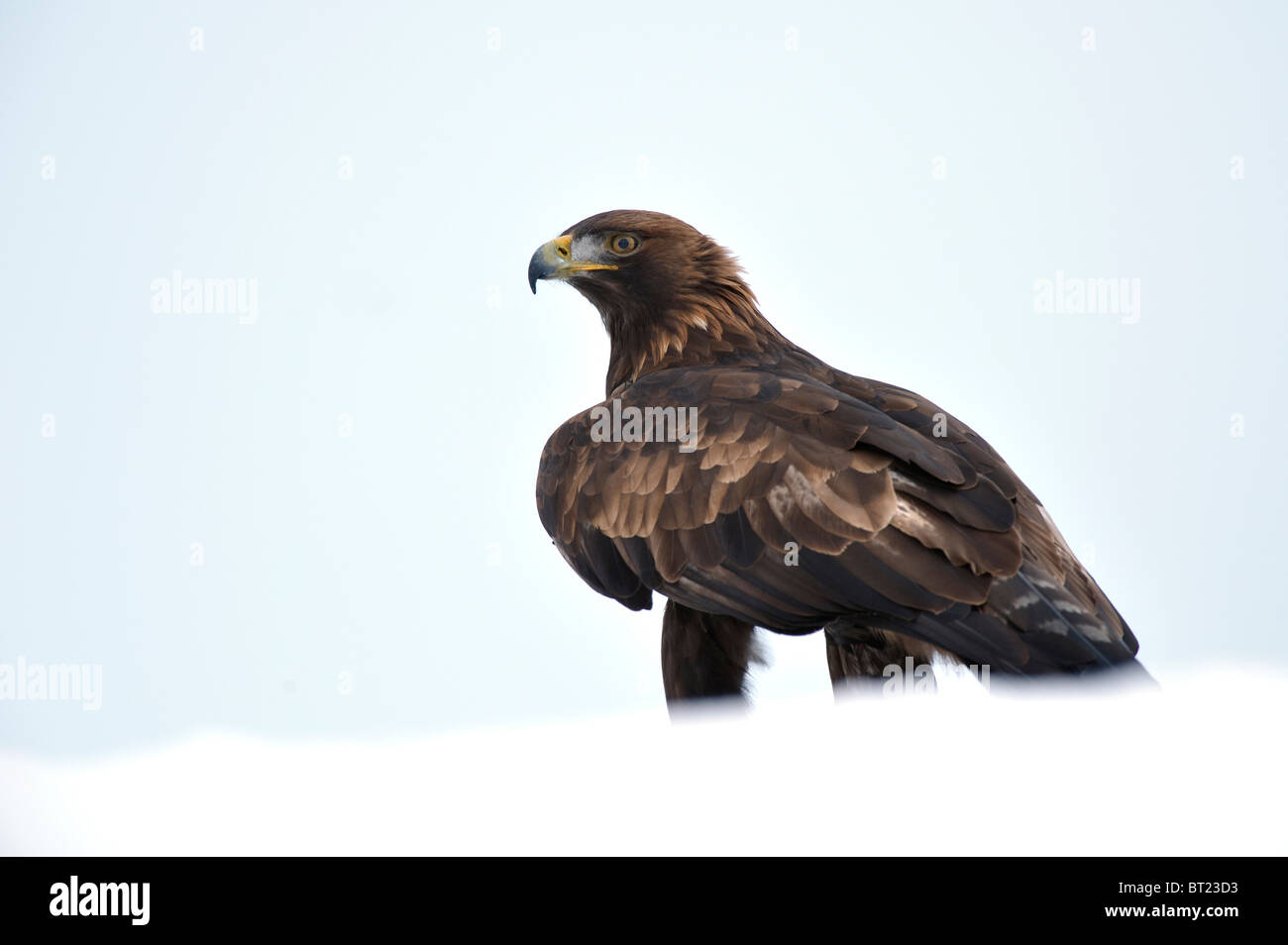 L'Aigle royal (Aquila chrysaetos). Des profils debout dans la neige-couvertes de landes, Ecosse, février. Banque D'Images