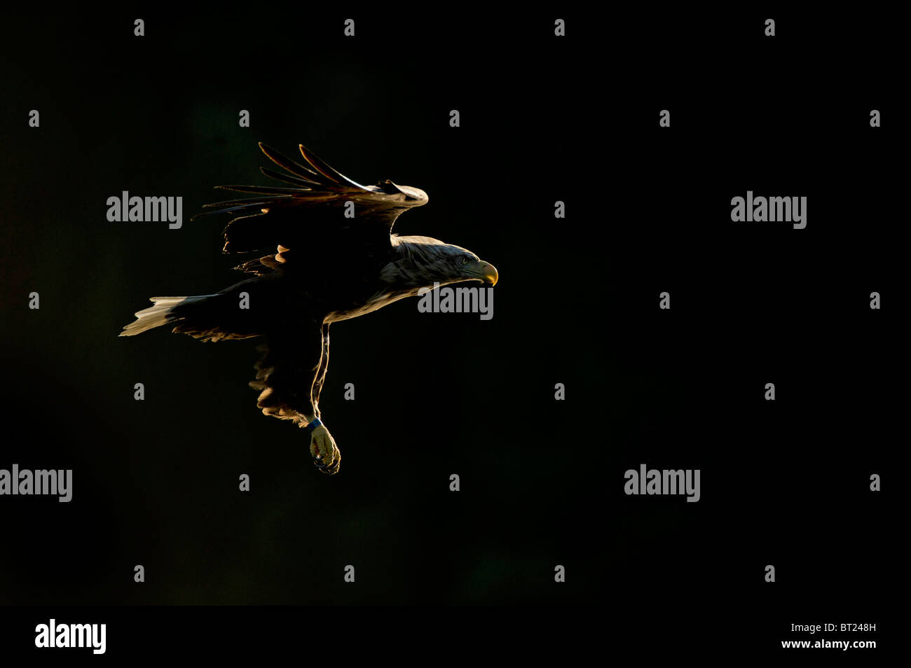 À queue blanche (Haliaeetus albicilla), des profils en vol. Banque D'Images