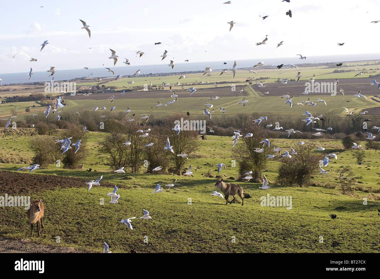 Un énorme essaim d'oiseaux Banque D'Images