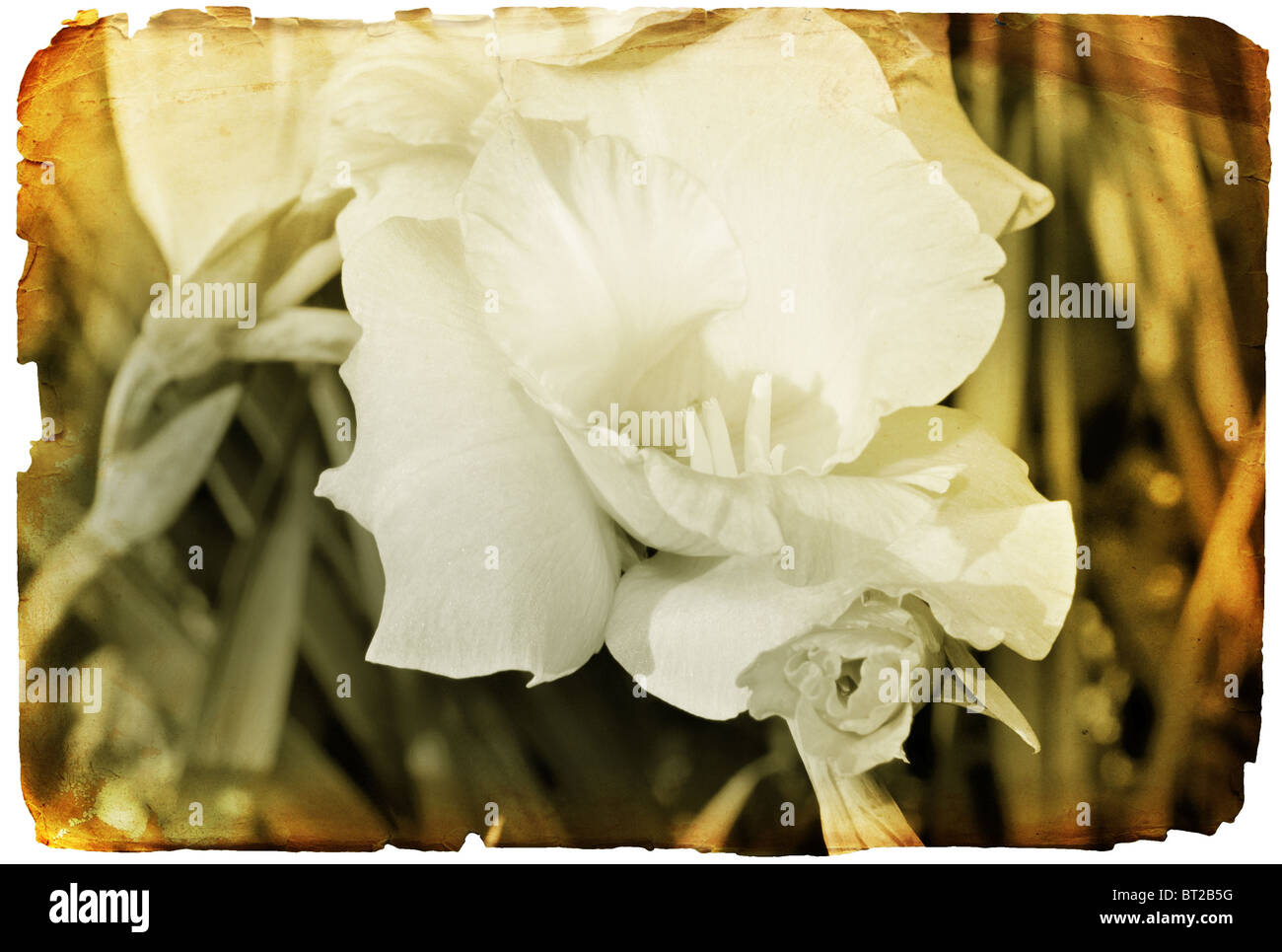 Grunge fleur blanche ancienne rétro photo ou carte avec la texture du papier ancien Banque D'Images