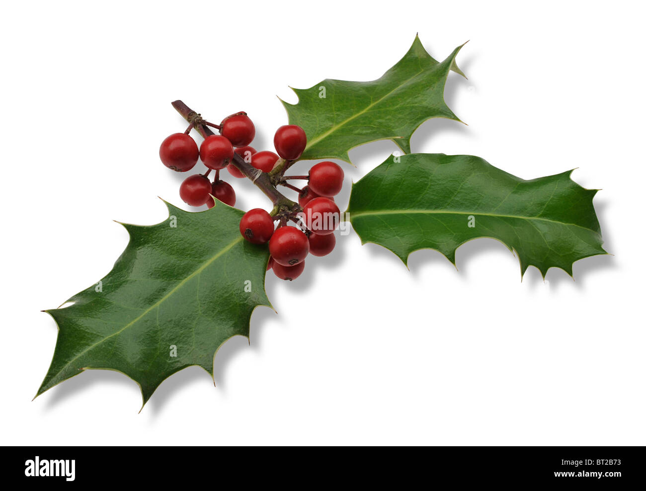 Houx de noël Banque de photographies et d’images à haute résolution Alamy