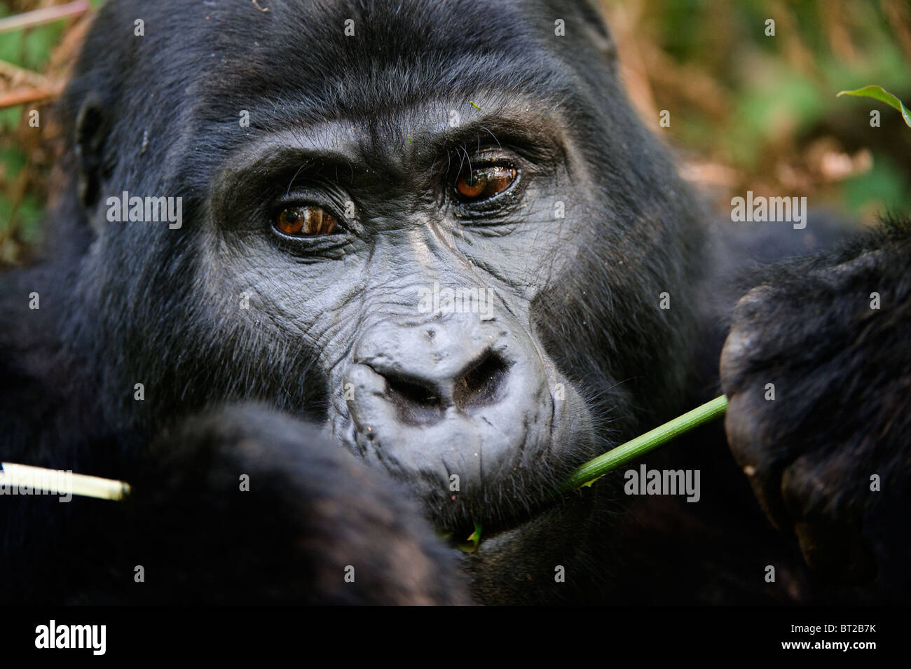 Manger du gorille Banque de photographies et d’images à haute résolution Alamy