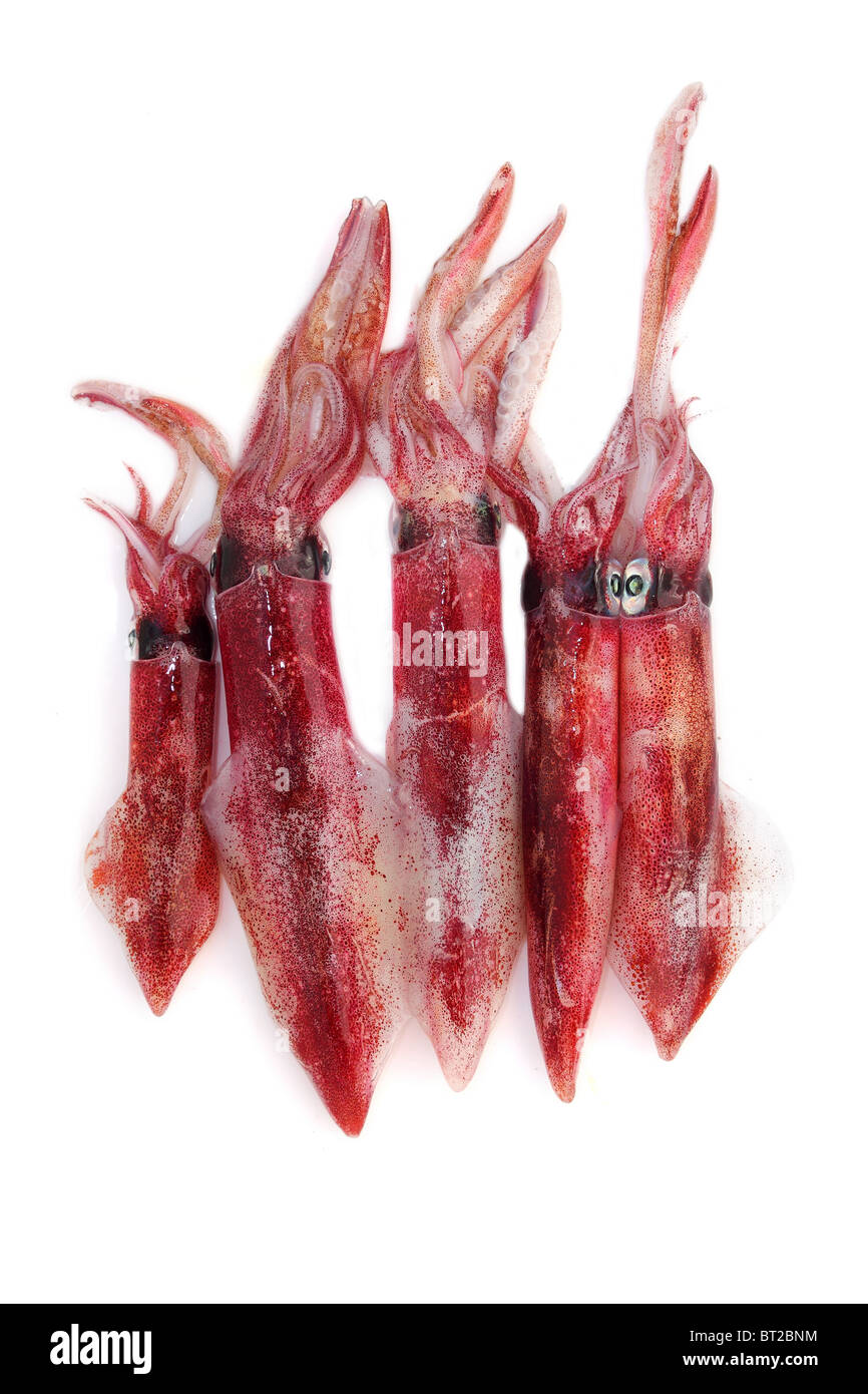 Fruits de mer frais calmars Loligo vulgaris attraper sur fond blanc Banque D'Images