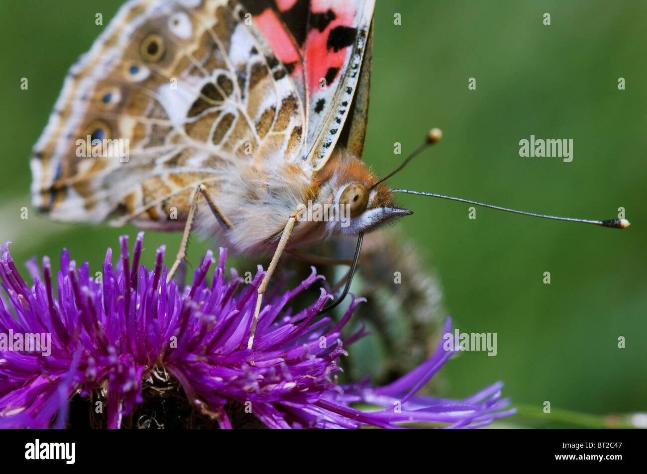 Belle Dame, Vanessa cardui, adulte, l'alimentation, Kent, Angleterre, l'été. Banque D'Images