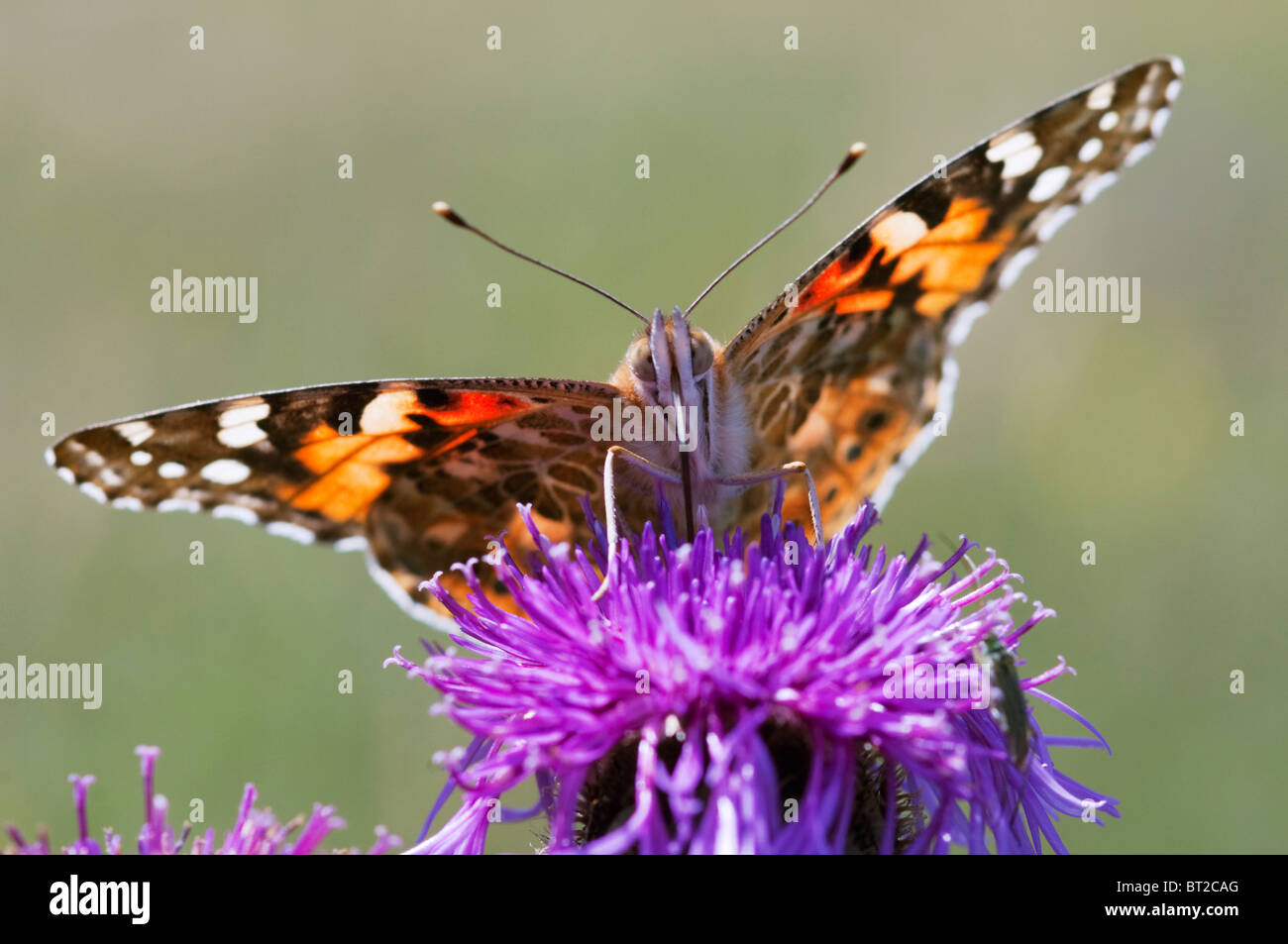 Belle Dame, Vanessa cardui, adulte, l'alimentation, Kent, Angleterre, l'été. Banque D'Images