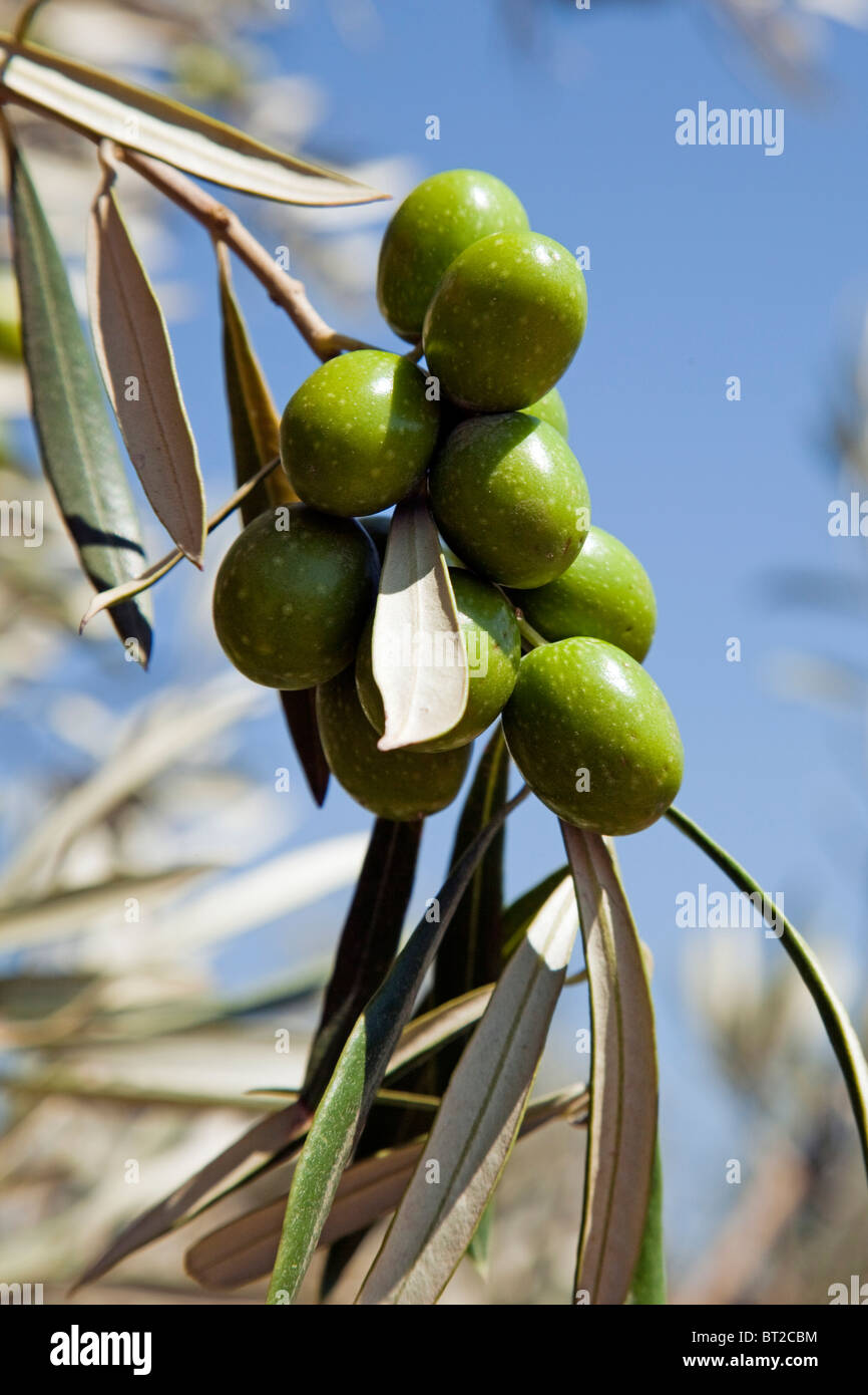 Olives aux en un olivo Andalucía España Olives dans une olive Andalousie Espagne Banque D'Images