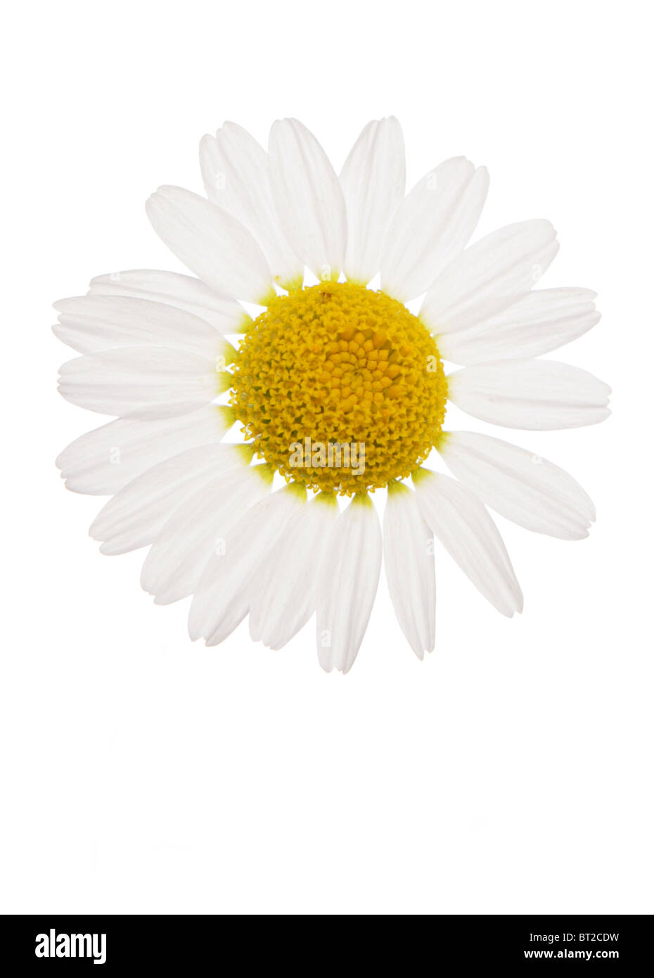 Oxeye Daisy flower silhouette studio Banque D'Images