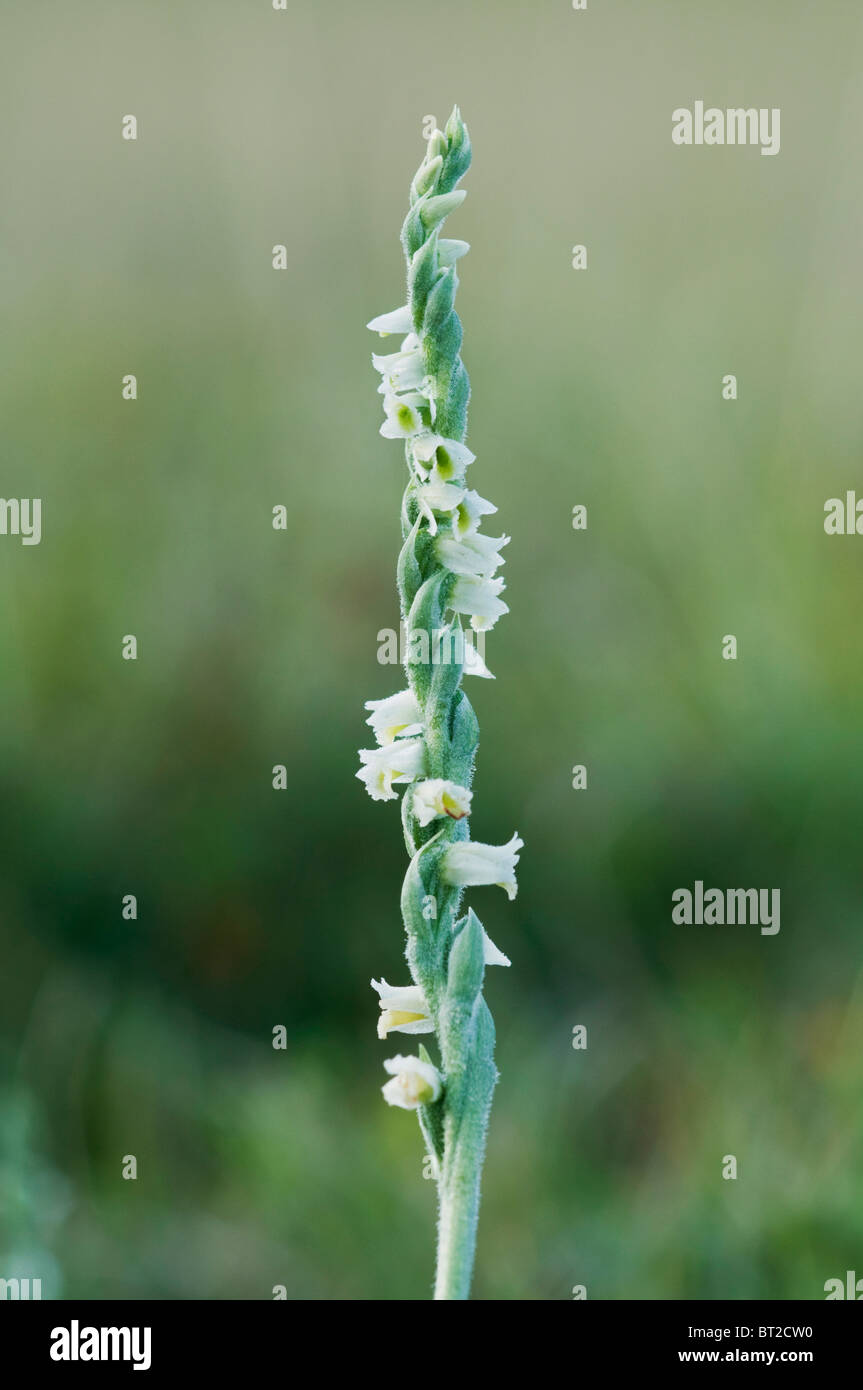 La spiranthe d'automne chers, Spiranthes spiralis, floraison, Kent, Angleterre. Banque D'Images