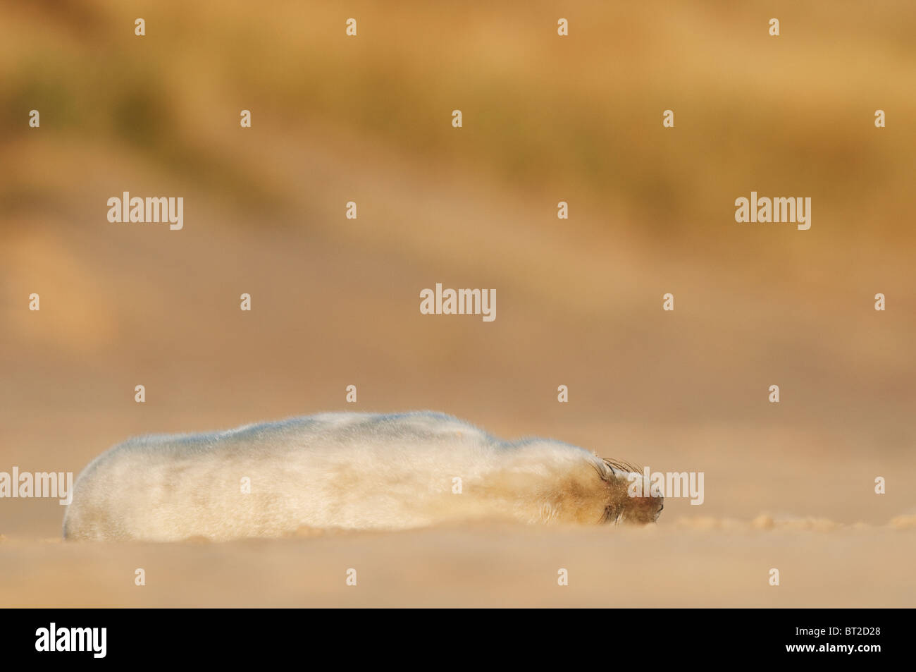 Phoque gris (Halichoerus grypus) pup, laying on beach, Norfolk, Angleterre, Novembre Banque D'Images