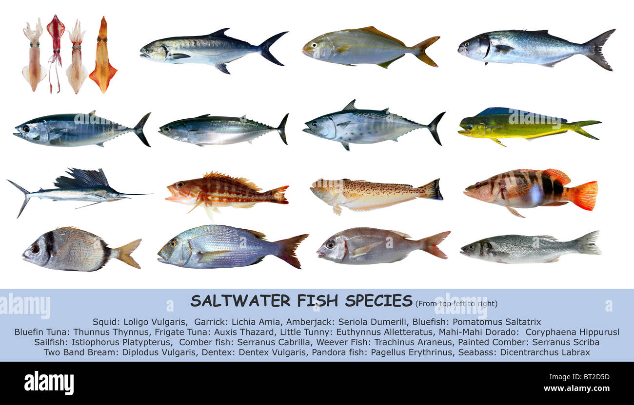 D'espèces de poissons et fruits de mer classification isolated on white Banque D'Images