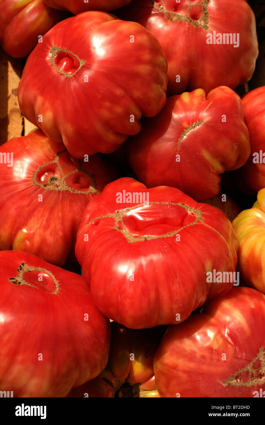 L'alimentation tomates close up Banque D'Images