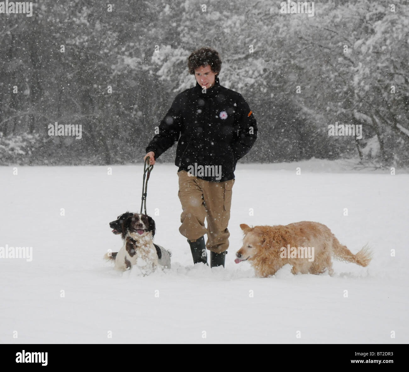 Un garçon marcher ses chiens dans la neige Banque D'Images