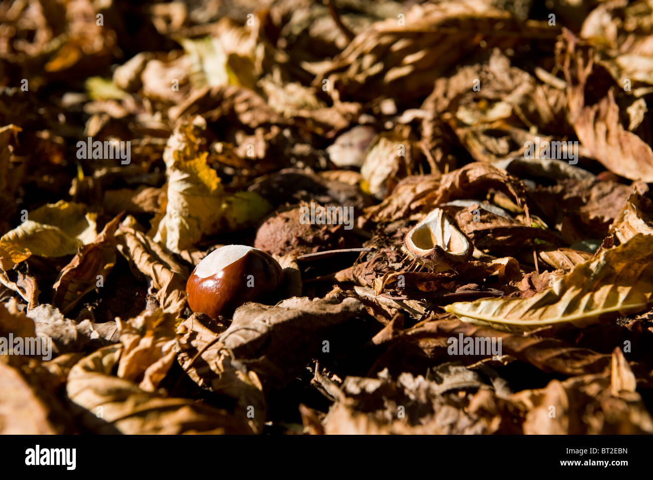 Châtaignes cheval fraîchement tombée sur le sol de la forêt d'automne Aesculus hippocastanum Banque D'Images