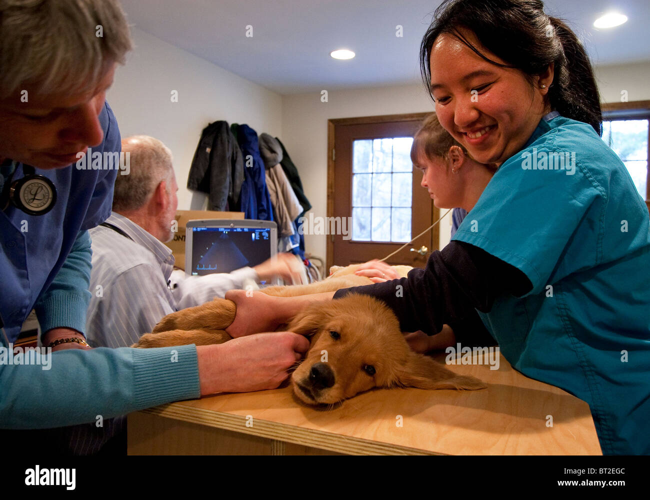 Cardiologue vétérinaire d'effectuer sur un échocardiogramme chiot dans une clinique vétérinaire avec l'aide de techniciens vétérinaires Banque D'Images