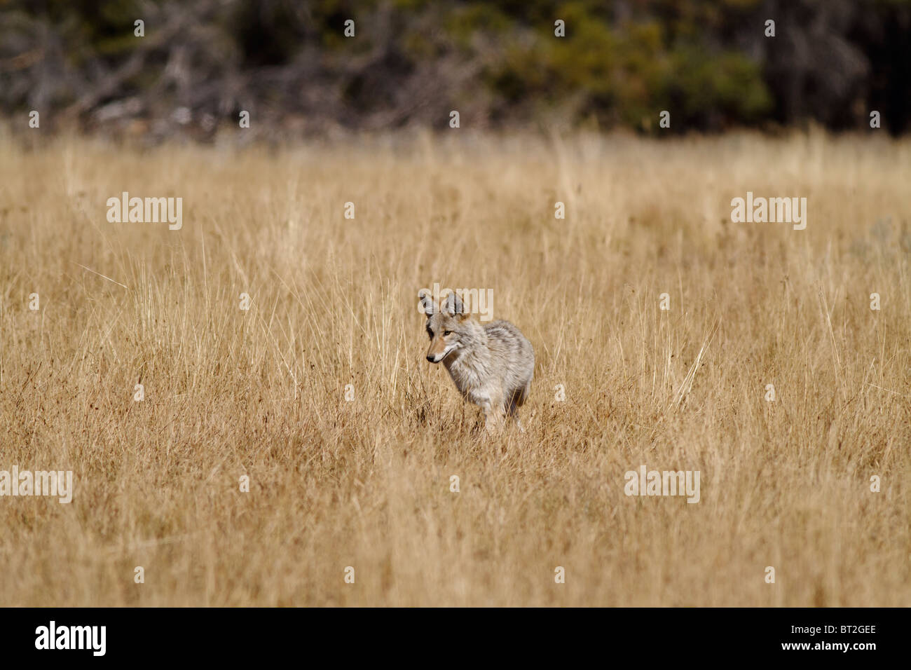 La chasse au coyote pour les campagnols. Banque D'Images