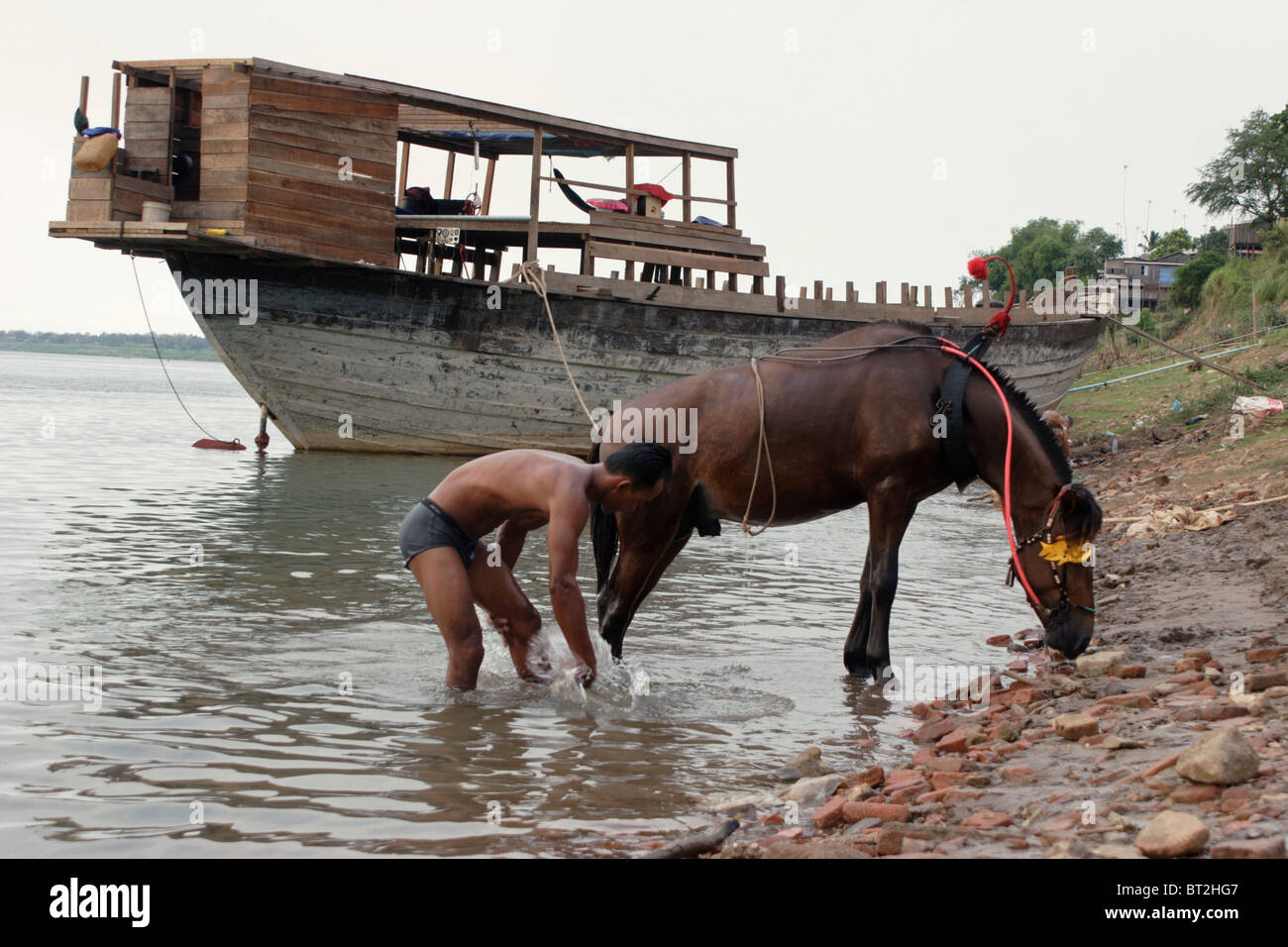 Un homme est le bain et sa soif de cheval de travail est l'eau potable sur la rive du Mékong dans Kratie, au Cambodge. Banque D'Images