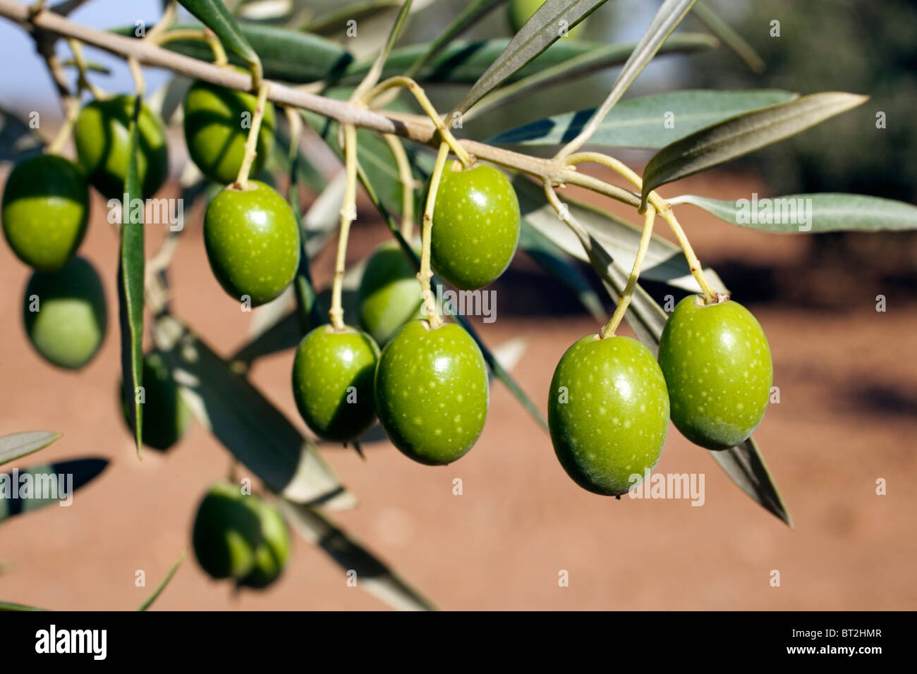 Olives aux en un olivo Andalucía España Olives dans une olive Andalousie Espagne Banque D'Images