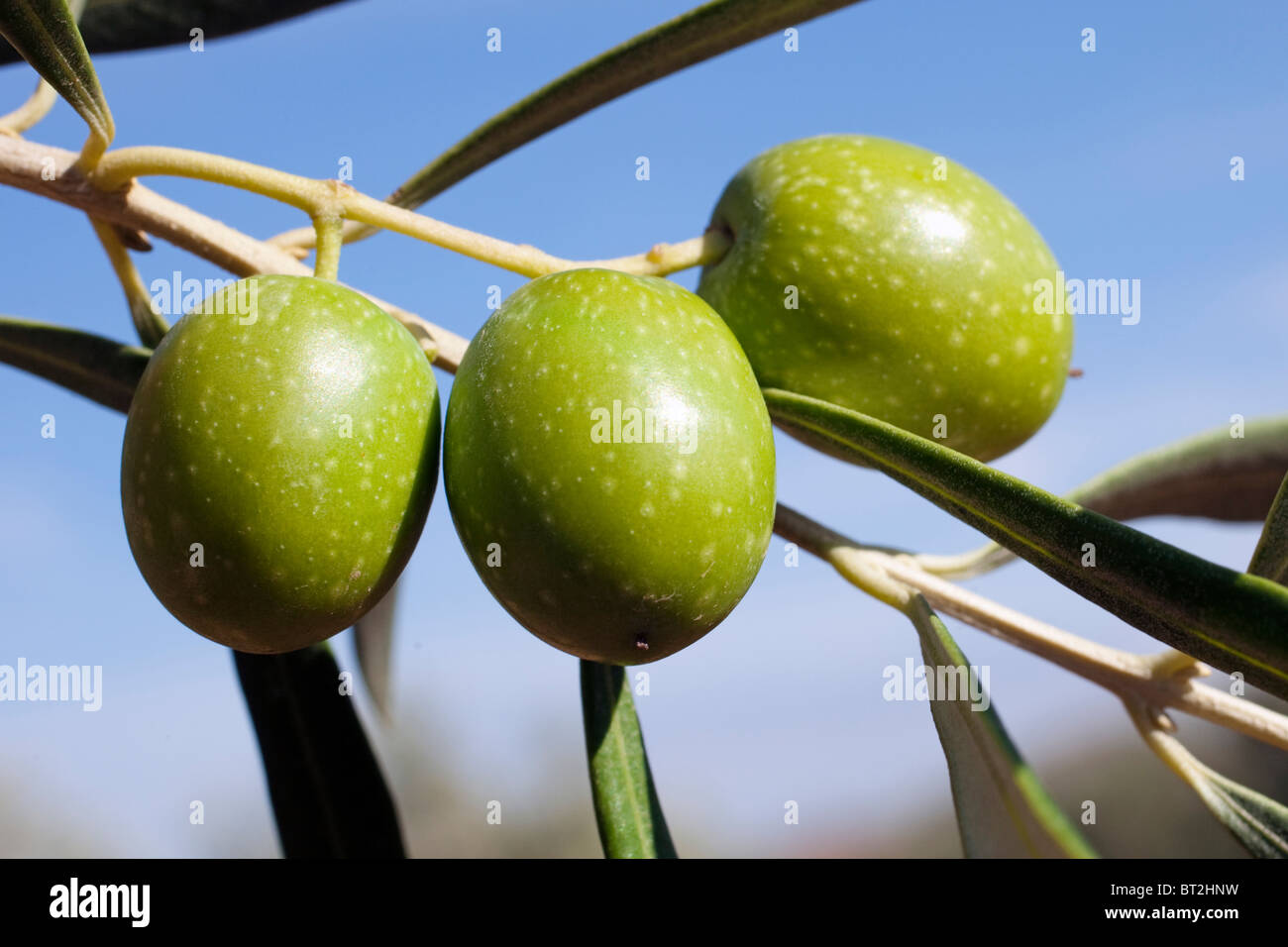 Olives aux en un olivo Andalucía España Olives dans une olive Andalousie Espagne Banque D'Images