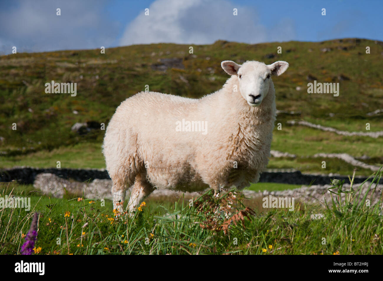 Un mouton en Irlande Banque D'Images