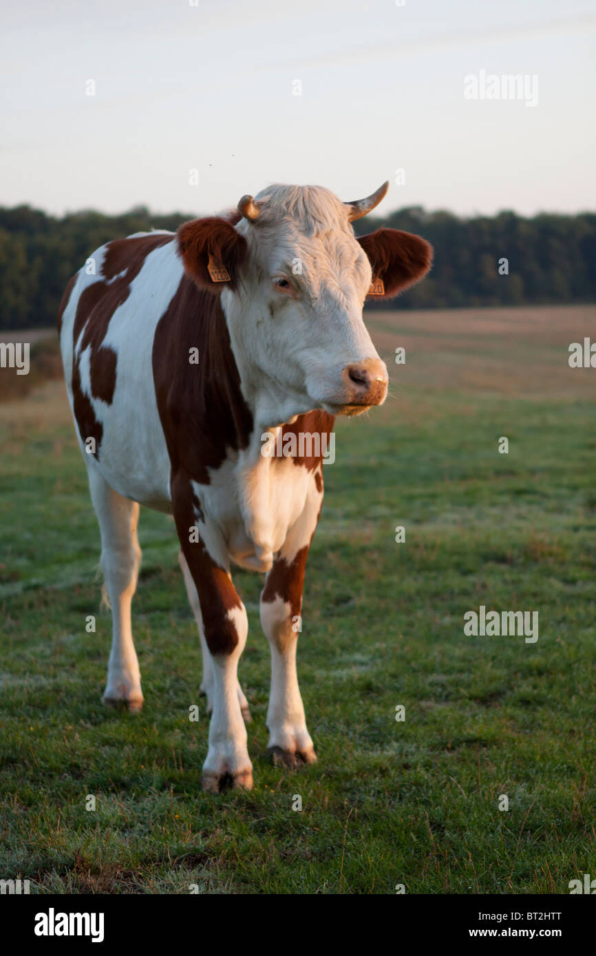 Vache Français Banque D'Images