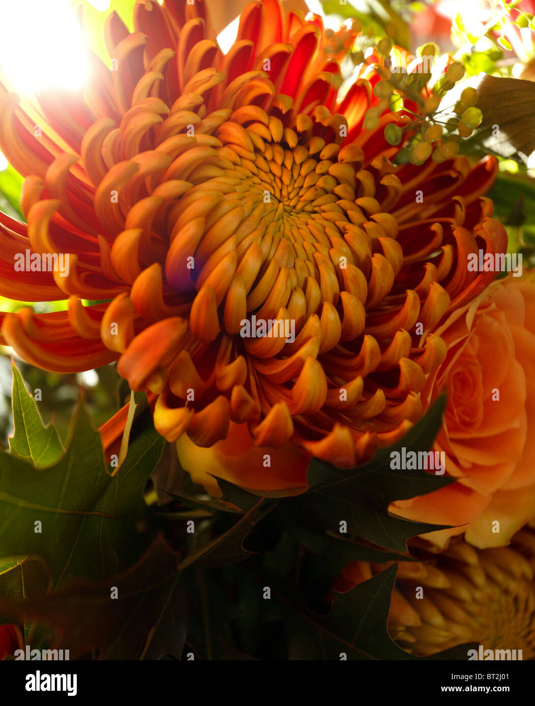 Belles fleurs orange dans la lumière d\u0027automne Banque D