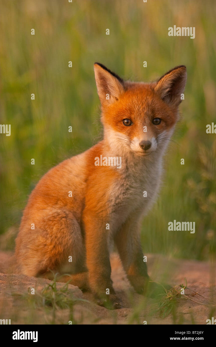 Wild, jeune renard roux (Vulpes vulpes). L'Europe Banque D'Images