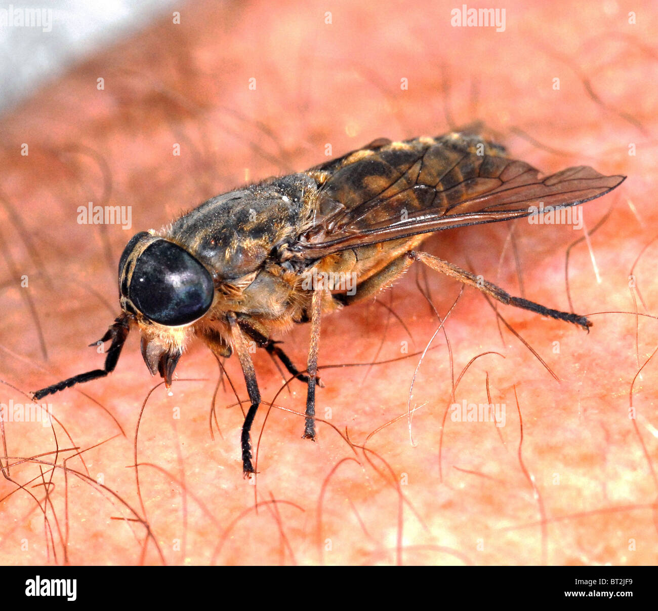 Il s'agit d'un horse fly ou Cleg-fly (Haematopota pluvialis) environ 10mm de long et d'un gris terne . Banque D'Images