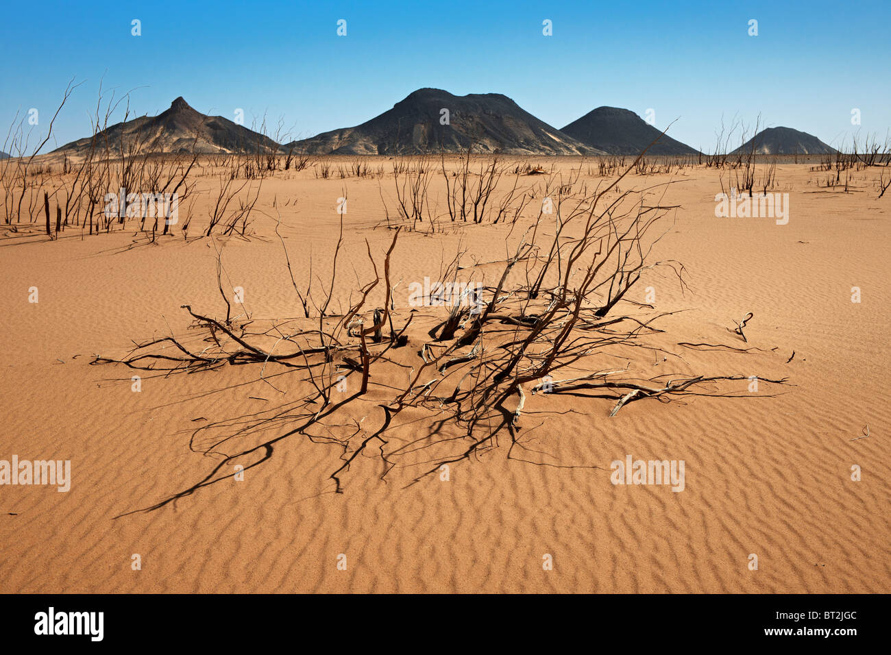 Branches sèches dans désert noir, désert de l'ouest, en Egypte, en Arabie, en Afrique Banque D'Images