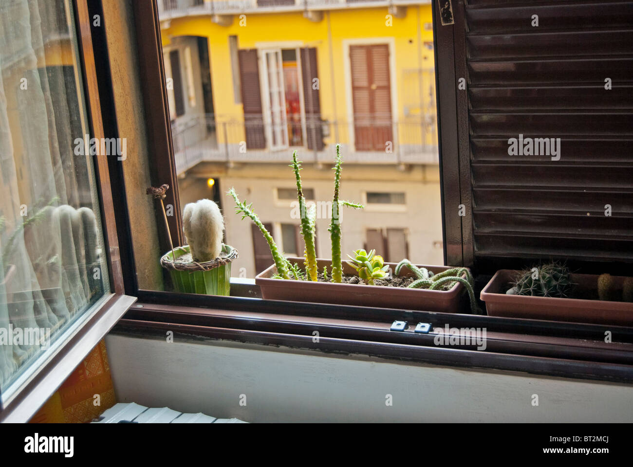 Des plantes à la fenêtre de la graisse Banque D'Images