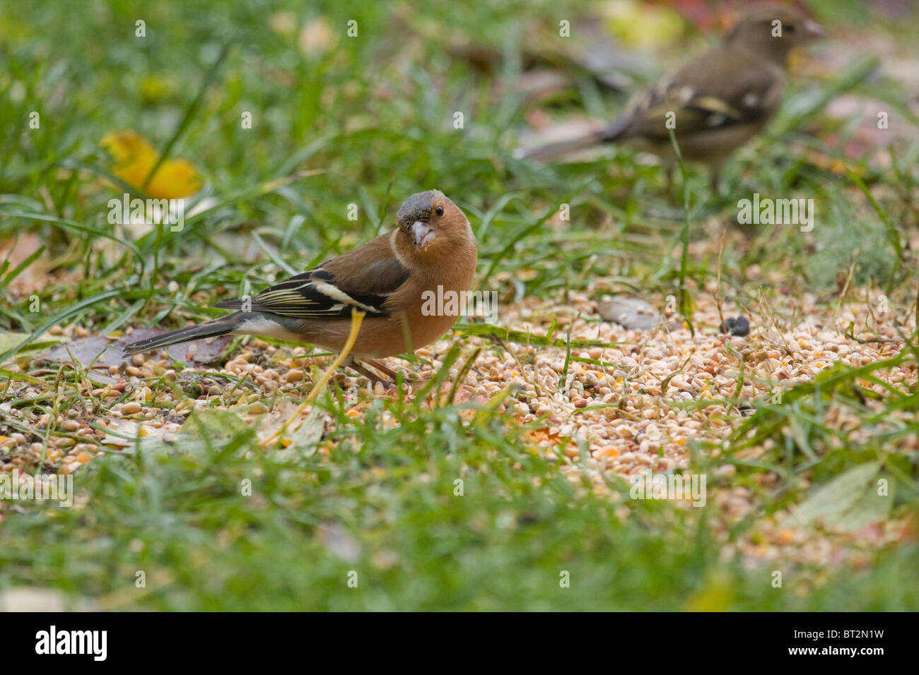 Chaffinch mâle sur le terrain. Banque D'Images