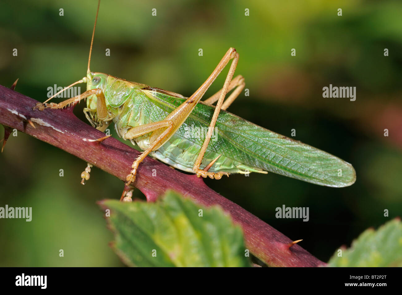 Bush vert Tettigonia viridissima (cricket) mâle sur blackberry bush Banque D'Images