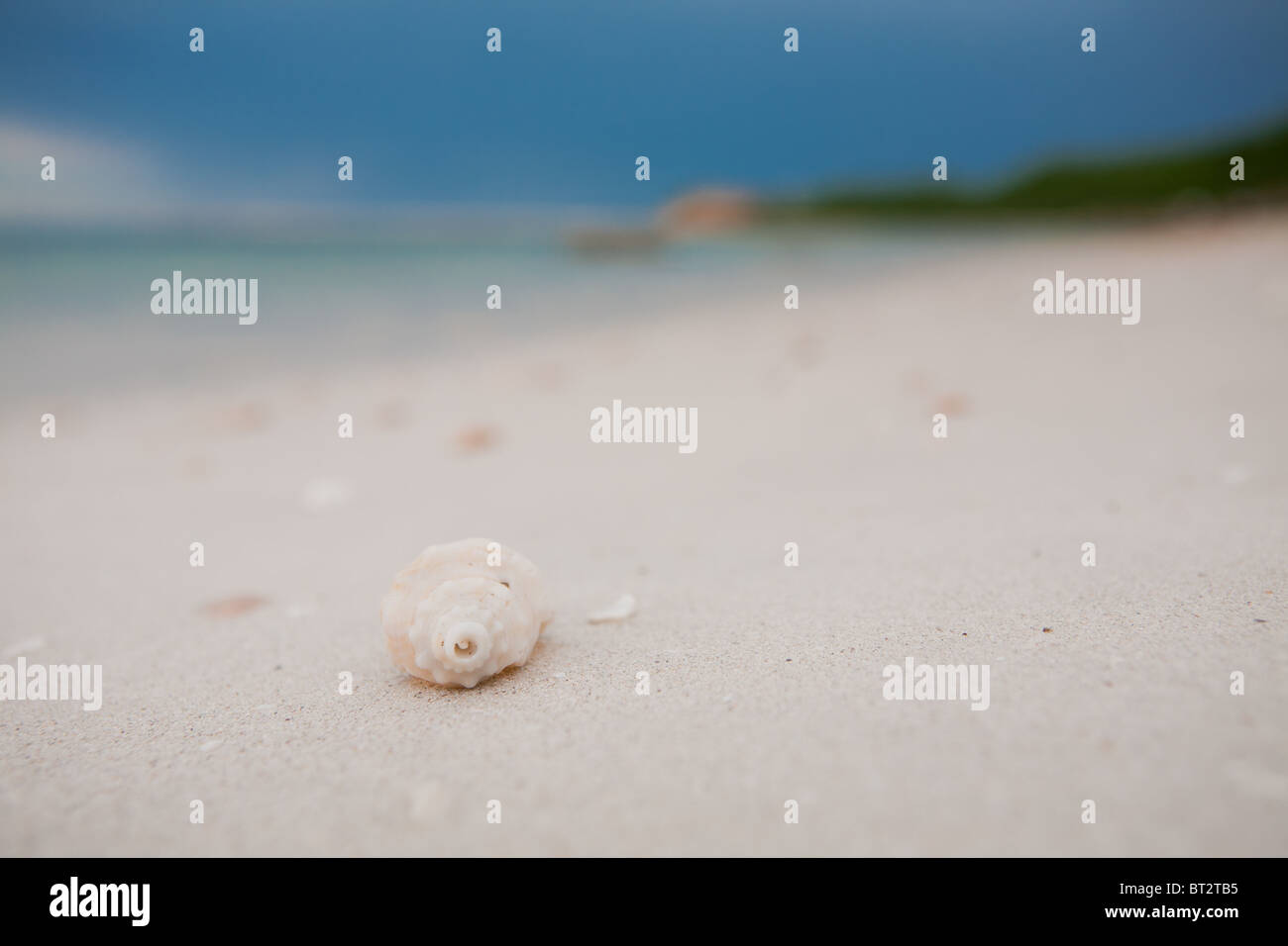 Une conque de mer seul dans la côte de la plage appelé Seibaplaya, Campeche Banque D'Images