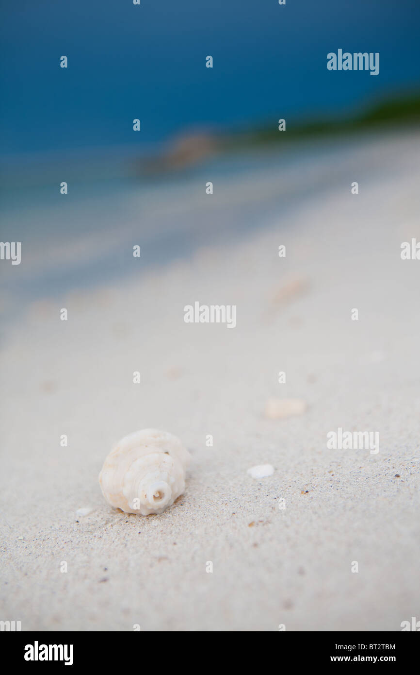 Une conque de mer seul dans la côte de la plage appelé Seibaplaya, Campeche Banque D'Images