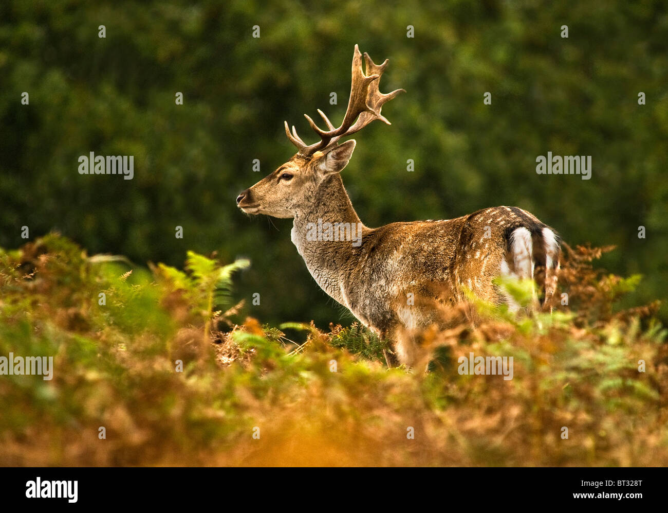 Buck en jachère Banque D'Images