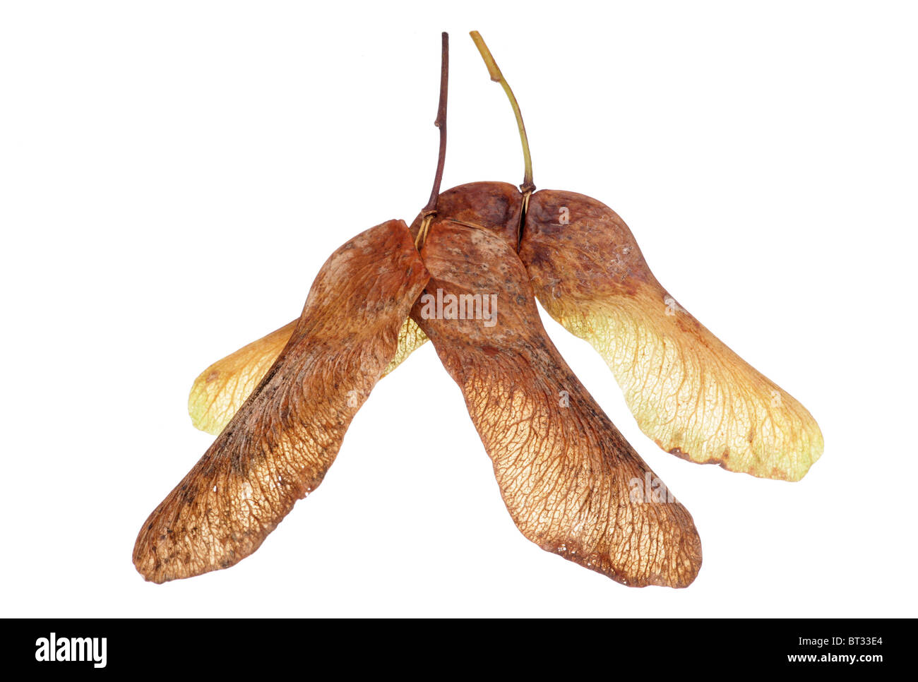 Graines d'arbres d'érable isolé en studio Banque D'Images