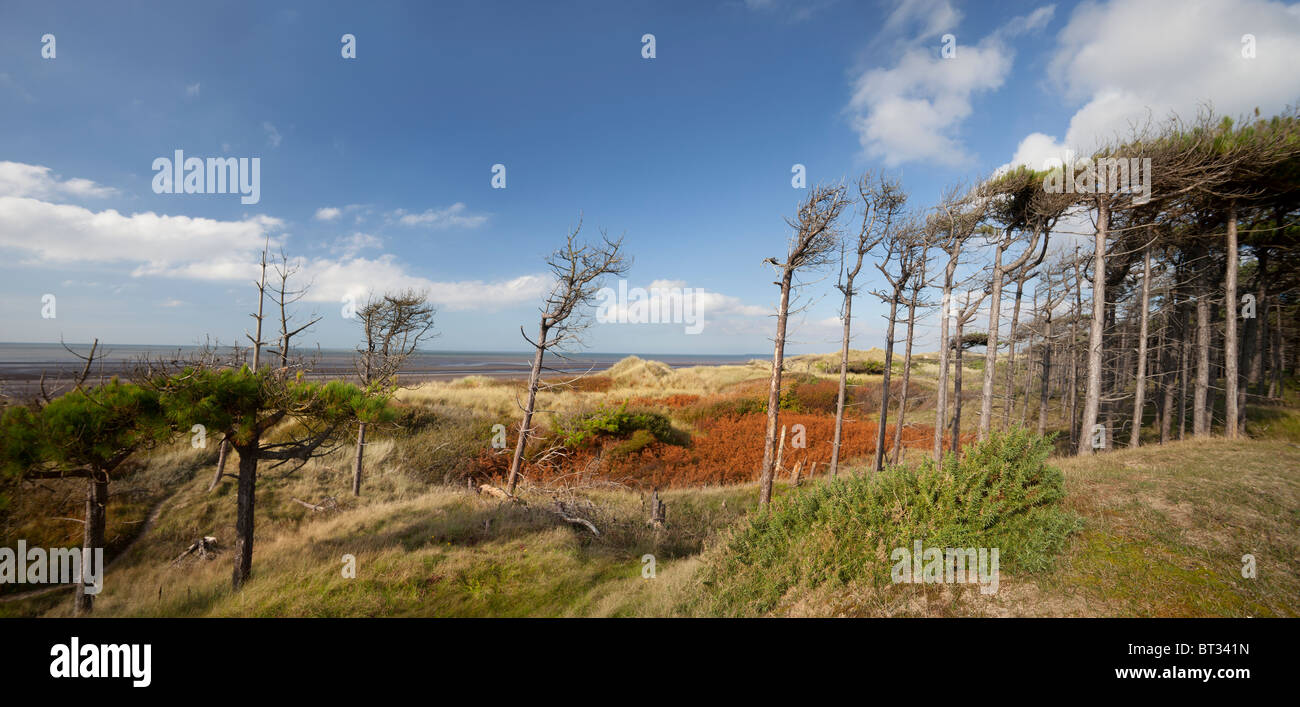 L'érosion sur la côte à Formby Sefton est à l'origine et la perte de sqeeze côtières des habitats de dunes de la continuité et de menace pour les forêts côtières, conflit Banque D'Images