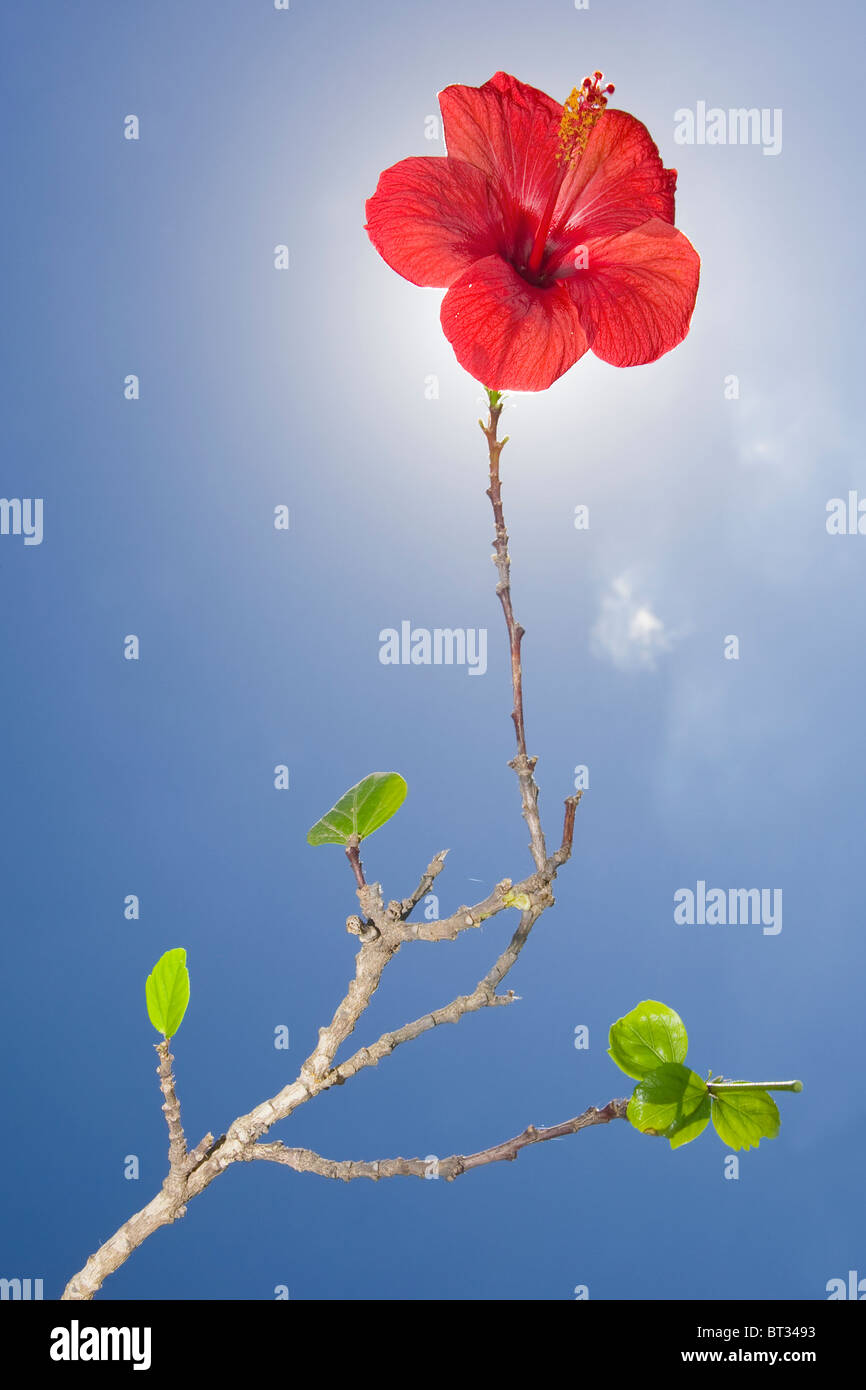 Fleur d'hibiscus rouge sur longue tige bloquant le soleil. Banque D'Images