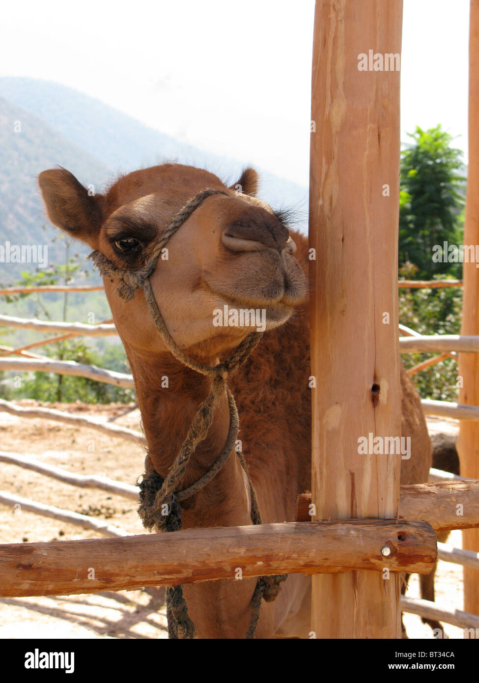 Chameau marocain dans un corral Banque D'Images