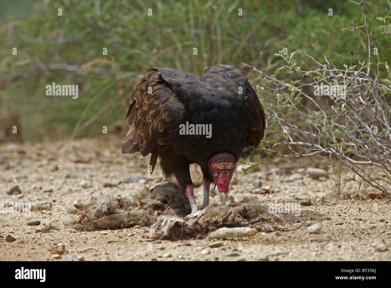 Urubu à tête rouge (Cathartes aura) désert de Sonora - Arizona - Se nourrir de la carcasse jackrabbit Banque D'Images