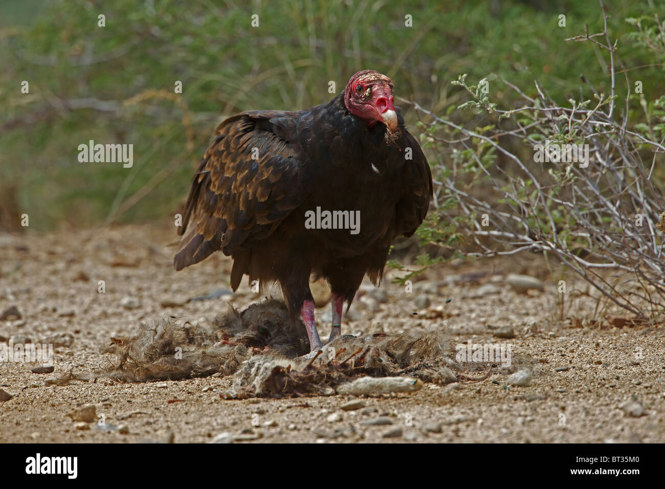 Urubu à tête rouge (Cathartes aura) désert de Sonora - Arizona - Se nourrir de la carcasse jackrabbit Banque D'Images