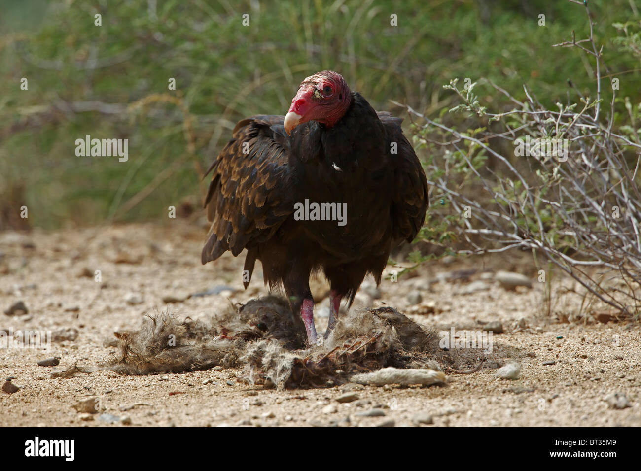 Urubu à tête rouge (Cathartes aura) désert de Sonora - Arizona - Se nourrir de la carcasse jackrabbit Banque D'Images