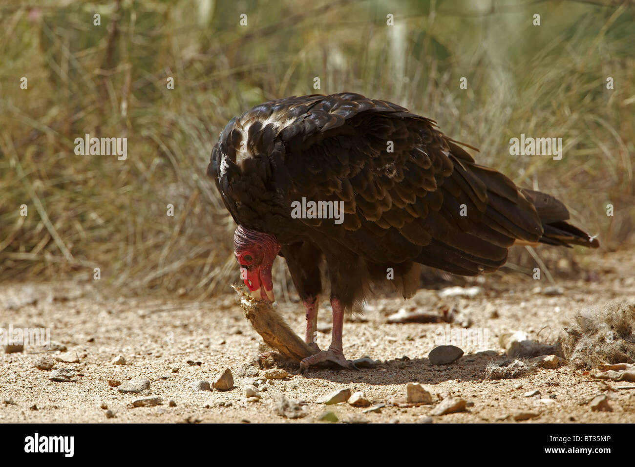 Urubu à tête rouge (Cathartes aura) désert de Sonora - Arizona - Se nourrir de la carcasse jackrabbit Banque D'Images