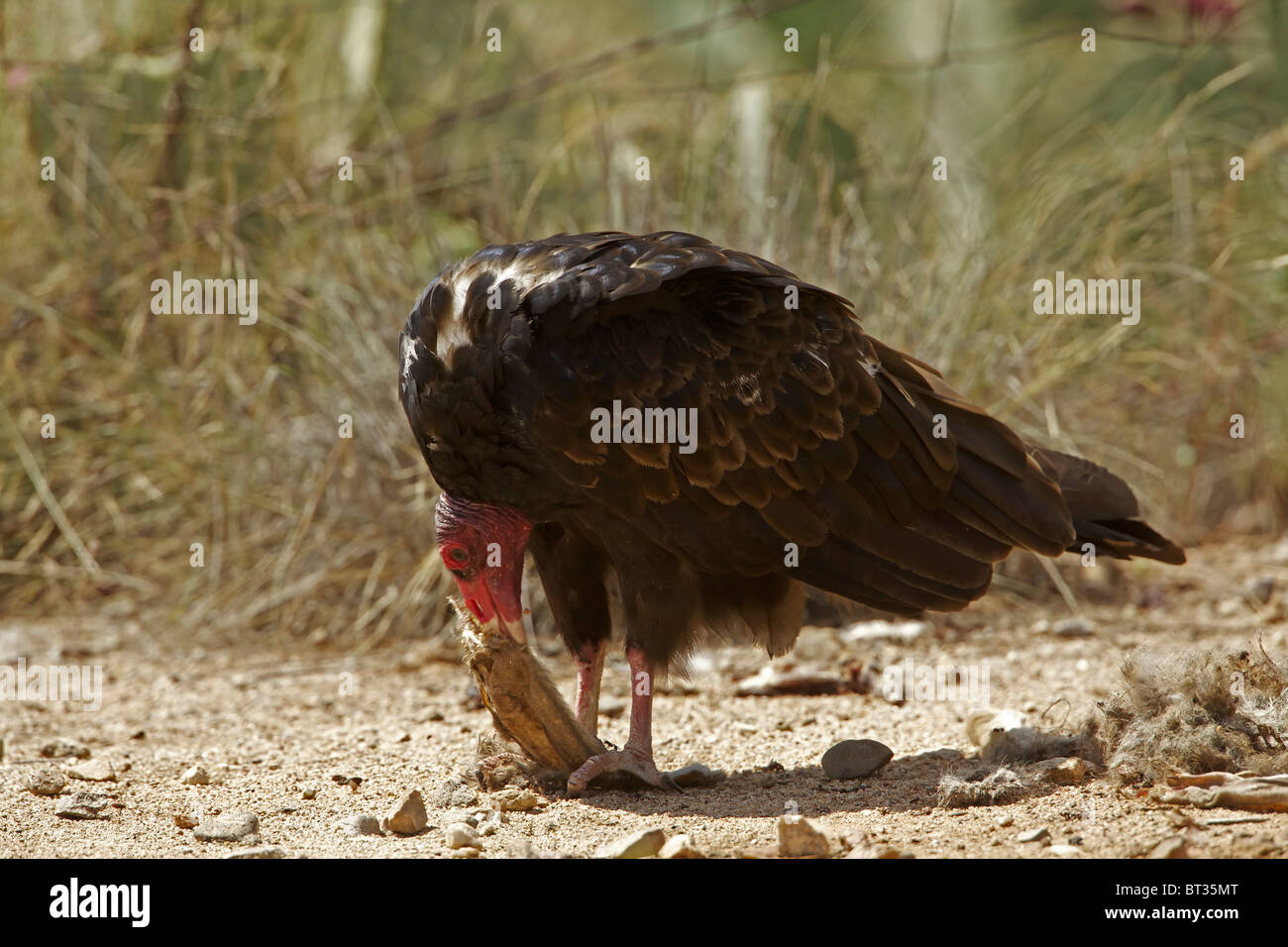 Urubu à tête rouge (Cathartes aura) désert de Sonora - Arizona - Se nourrir de la carcasse jackrabbit Banque D'Images