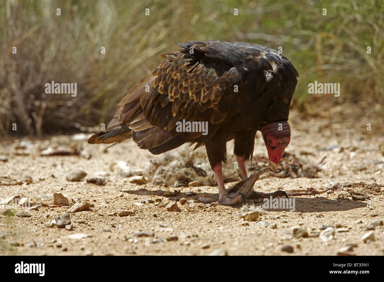 Urubu à tête rouge (Cathartes aura) désert de Sonora - Arizona - Se nourrir de la carcasse jackrabbit Banque D'Images