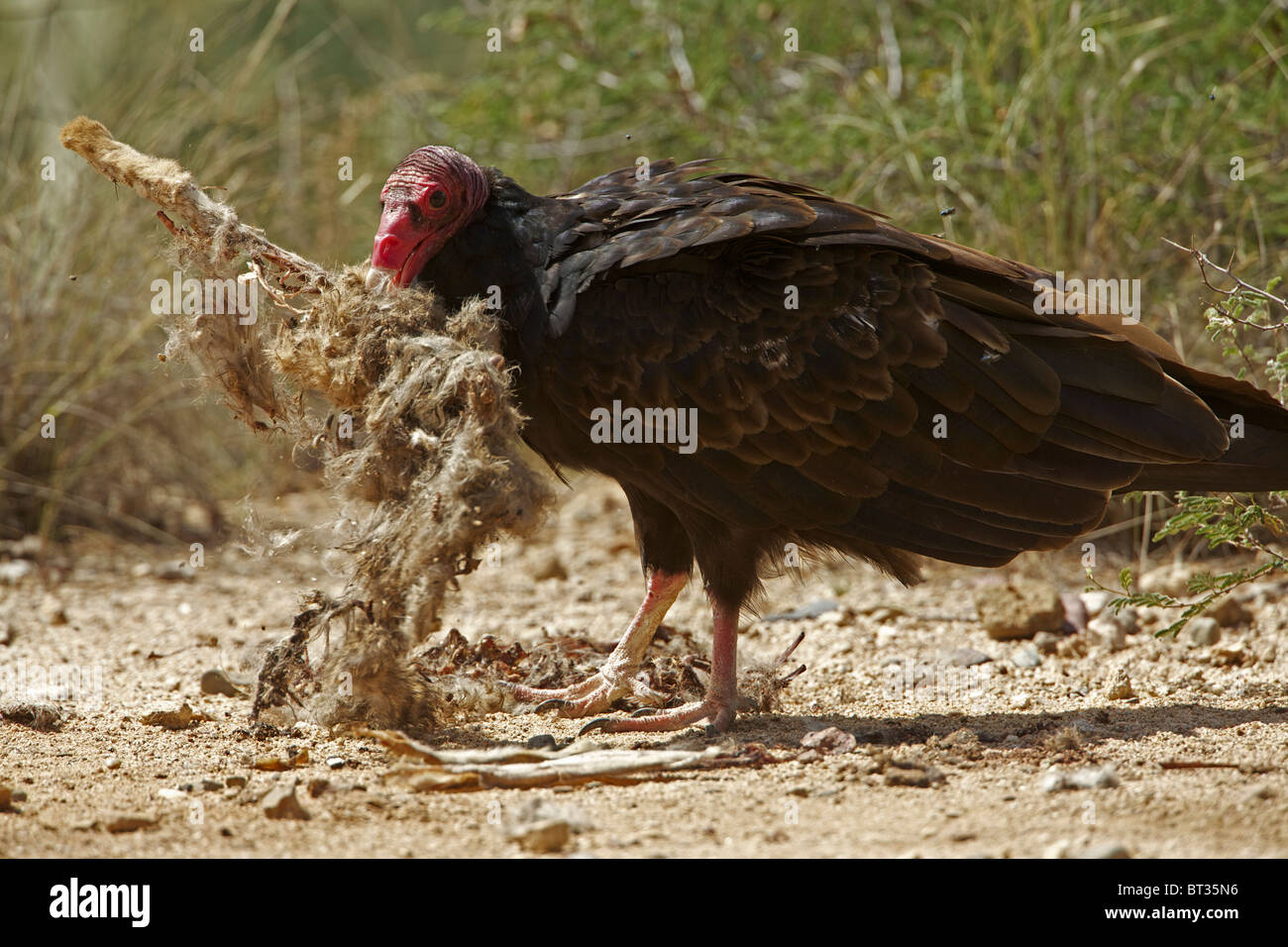 Urubu à tête rouge (Cathartes aura) désert de Sonora - Arizona - Se nourrir de la carcasse jackrabbit Banque D'Images