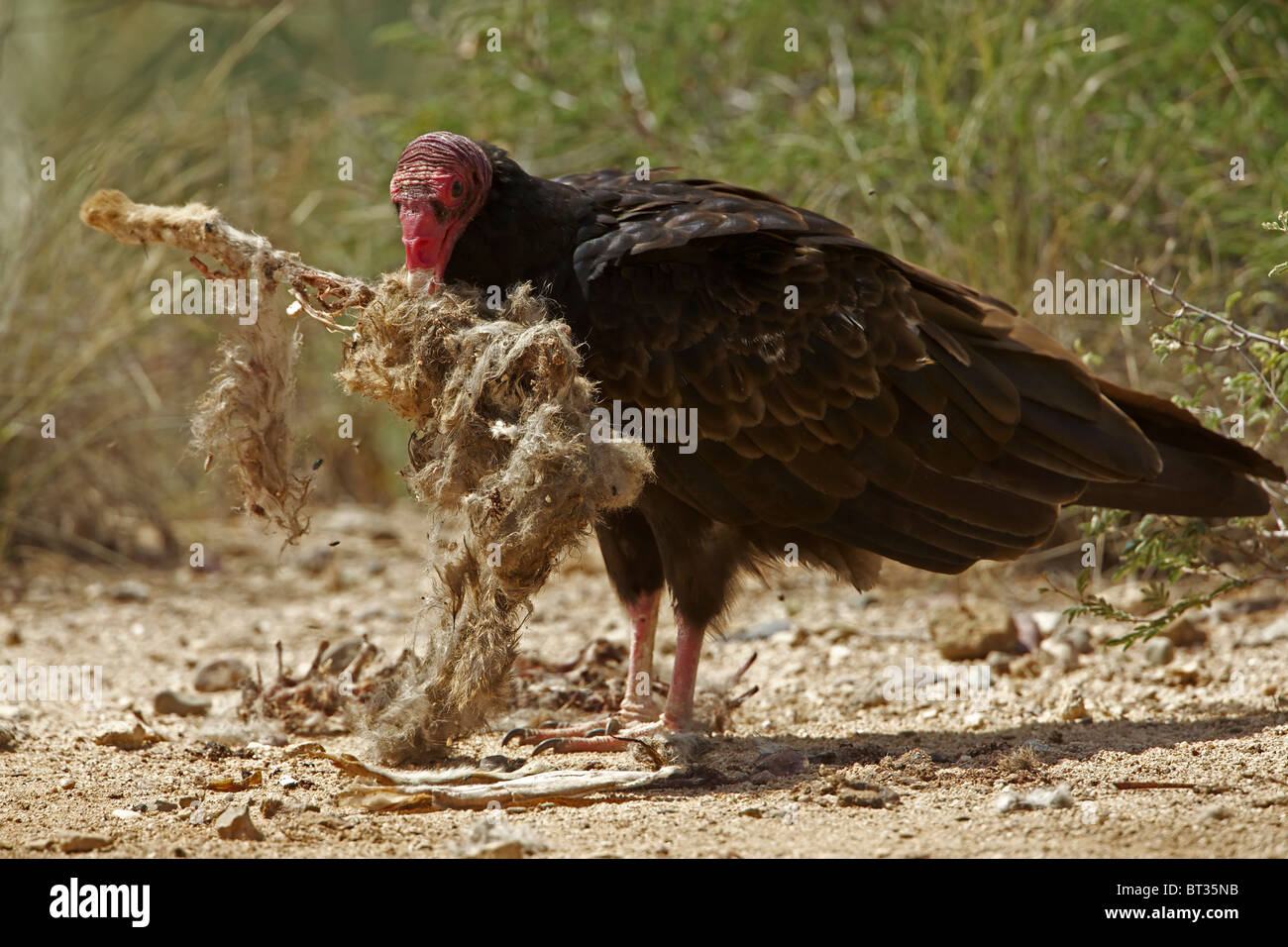 Urubu à tête rouge (Cathartes aura) désert de Sonora - Arizona - Se nourrir de la carcasse jackrabbit Banque D'Images