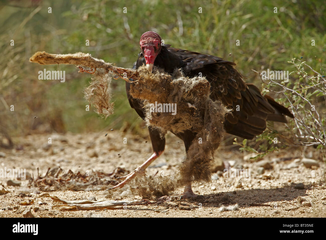 Urubu à tête rouge (Cathartes aura) désert de Sonora - Arizona - Se nourrir de la carcasse jackrabbit Banque D'Images